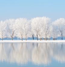 Lac et arbres enneigés