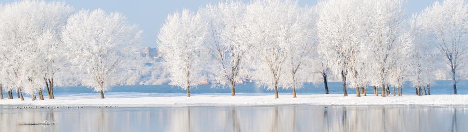 Lac et arbres enneigés